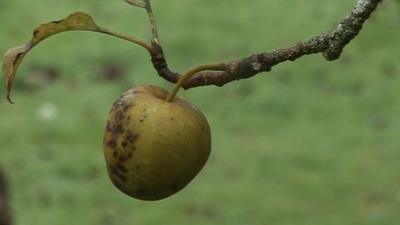 An apple on a branch