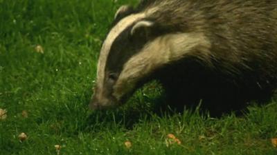 Badger