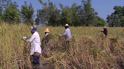 Rice farmers