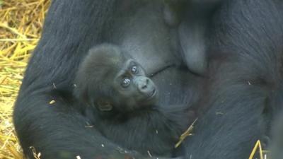 Baby gorilla