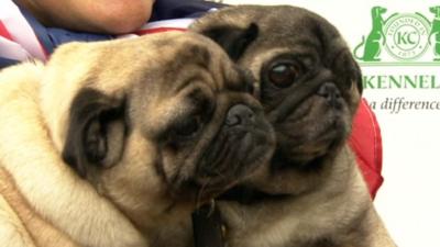 Westminster dog of the year entrants