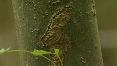 Disease threat to UK's ash trees