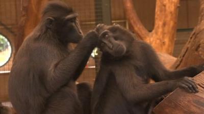 Animals in Chester zoo