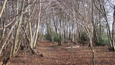 Trees affected by suspected case of Chalara fraxinea fungus