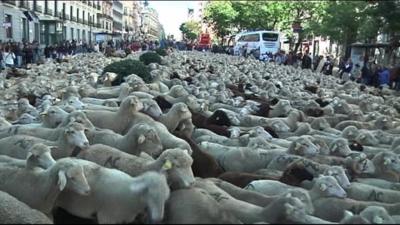 Sheep in central Madrid