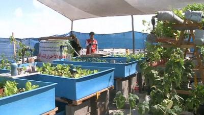 One of Gaza's rooftop gardens