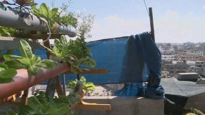 One of Gaza's rooftop gardens