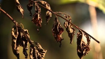 Ash tree affected by ash dieback