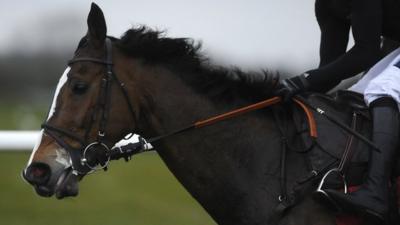 Steeplechaser Kauto Star