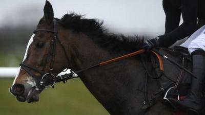 Steeplechaser Kauto Star