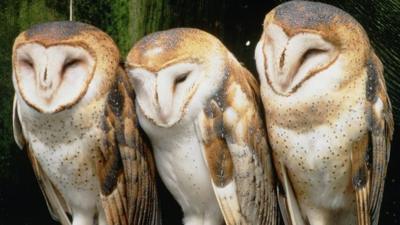 Barn owls