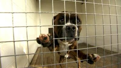 Abandoned dog in animal care centre