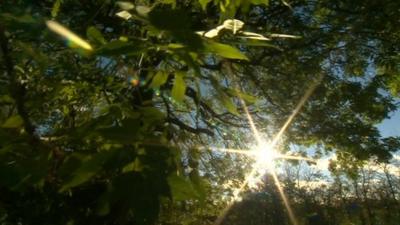 Sun shines through ash tree leaves