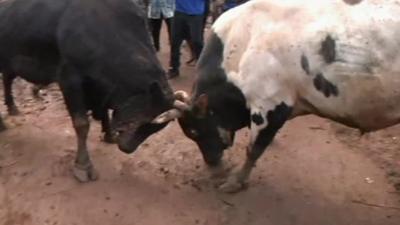 Bulls lock horns in Kenya