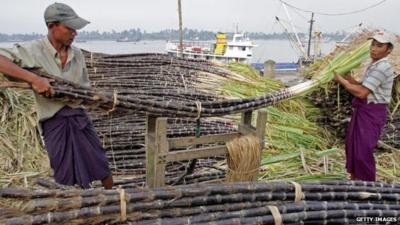 Burmese workers unload sugar cane