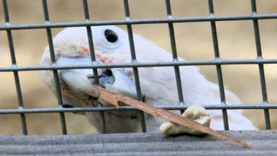 Figaro the Cockatoo