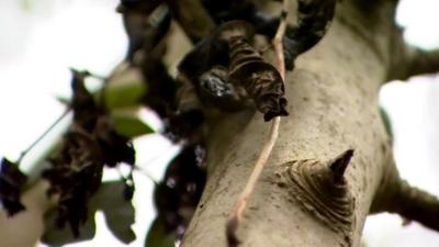 The effects of ash dieback disease on a tree