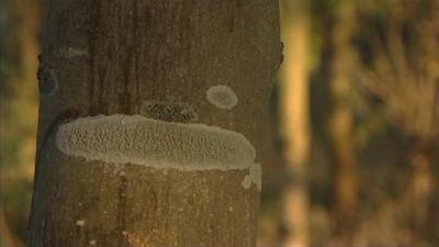 Ash dieback is threatening trees across Britain