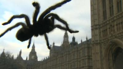 Spider in Westminster
