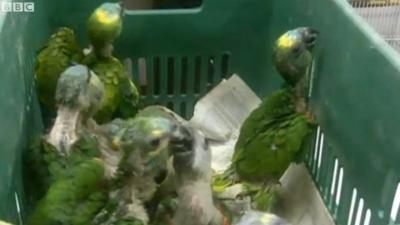 The rescued parrot chicks.