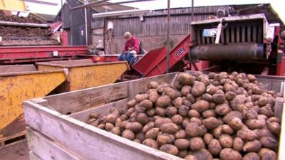 Potatoes being harvested