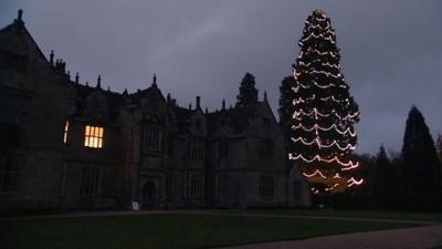 Christmas tree at Wakehurst Place