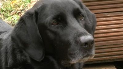 Violet the hearing dog