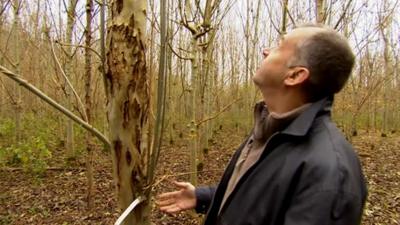 Ash trees being trialled