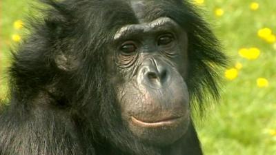 A chimpanzee