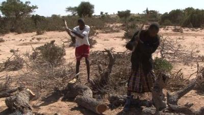 Charcoal-makers cut trees