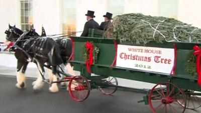 White House Christmas tree