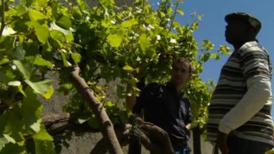 Vines on Robben Island