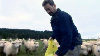 James Oswald feeding sheep