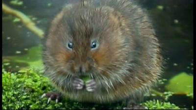 Water vole