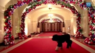 Bo in decorated White House corridor