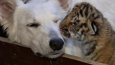 Dog and tiger cub