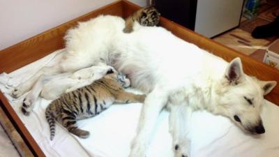 Dog with tiger cubs