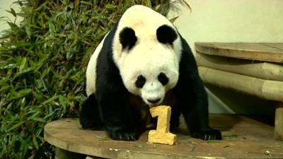 Giant pandas celebrate their first anniversary at Edinburgh zoo