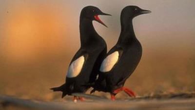 Black guillemots (George Divoky)