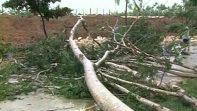 A tree blocking a road