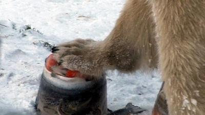 Polar bear's paw on frozen fish