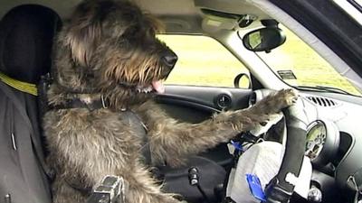 A dog driving a car