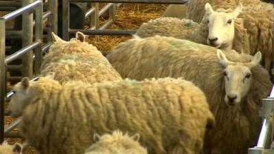 Sheep rustling crime in UK doubles in past 12 months - BBC News