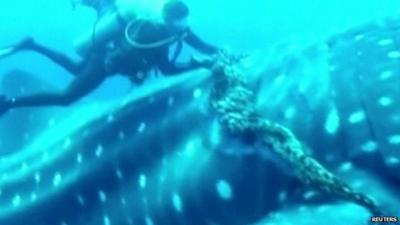 Diver cuts rope from whale shark