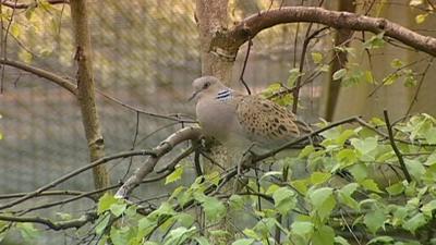 A partridge in a tree