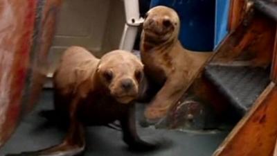 Sea lions in Peru returned to the wild