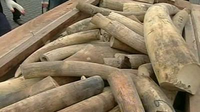 Seized ivory tusks in Malaysia.