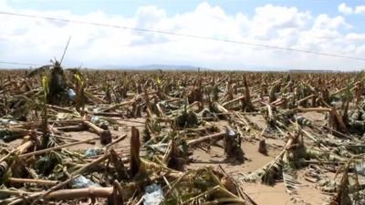 Devastated banana crop