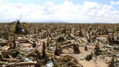 Devastated banana crop