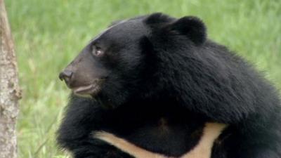 A bear in Vietnam Bear Rescue Centre - footage courtesy Wild Productions Ltd